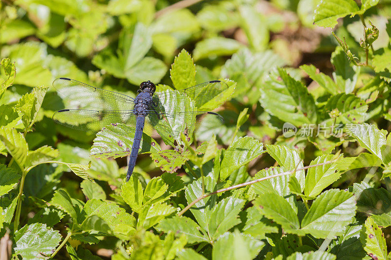 蜻蜓(Libellula Incesta)